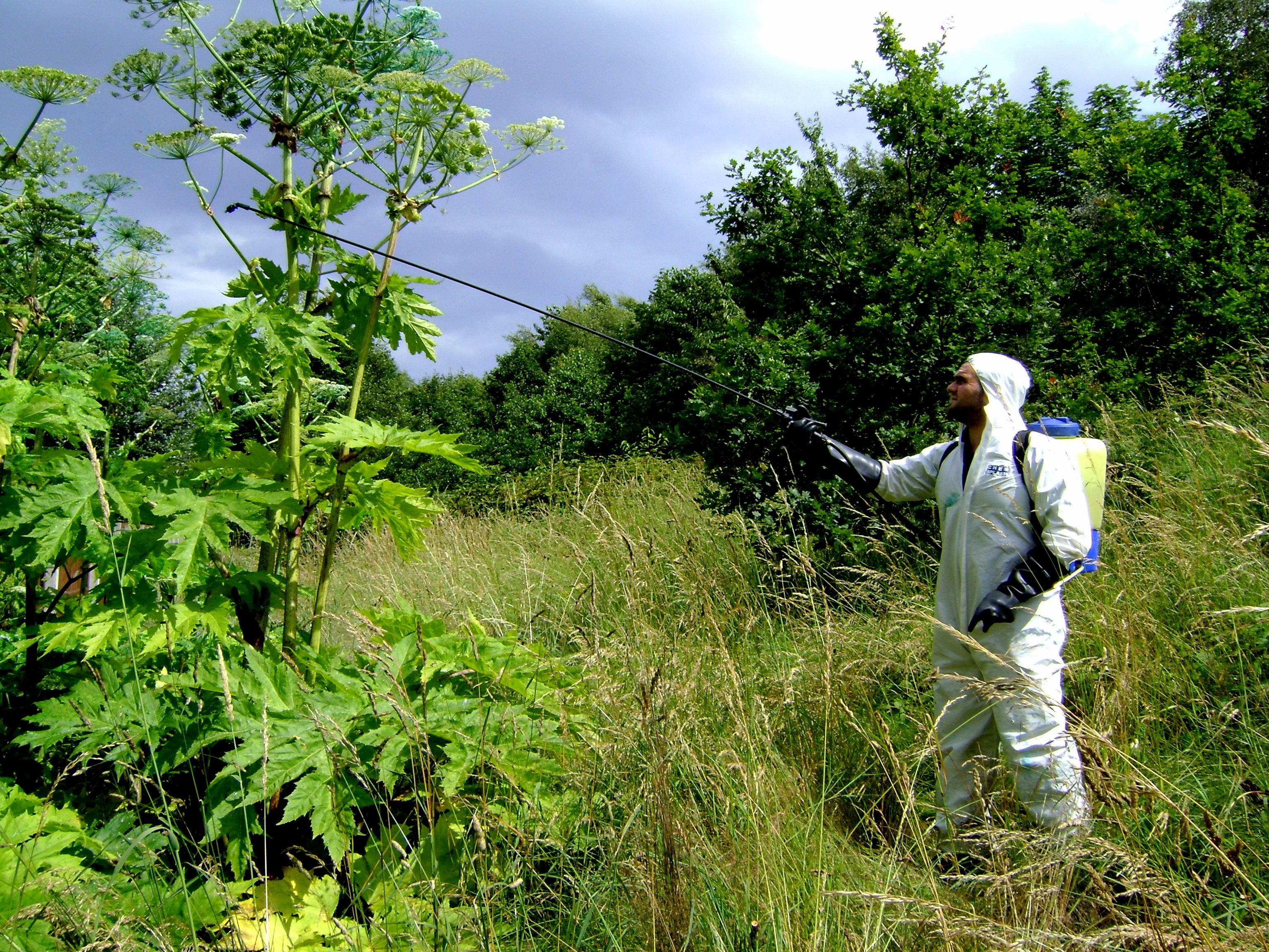 Invasive Species Control - CCNW LTD